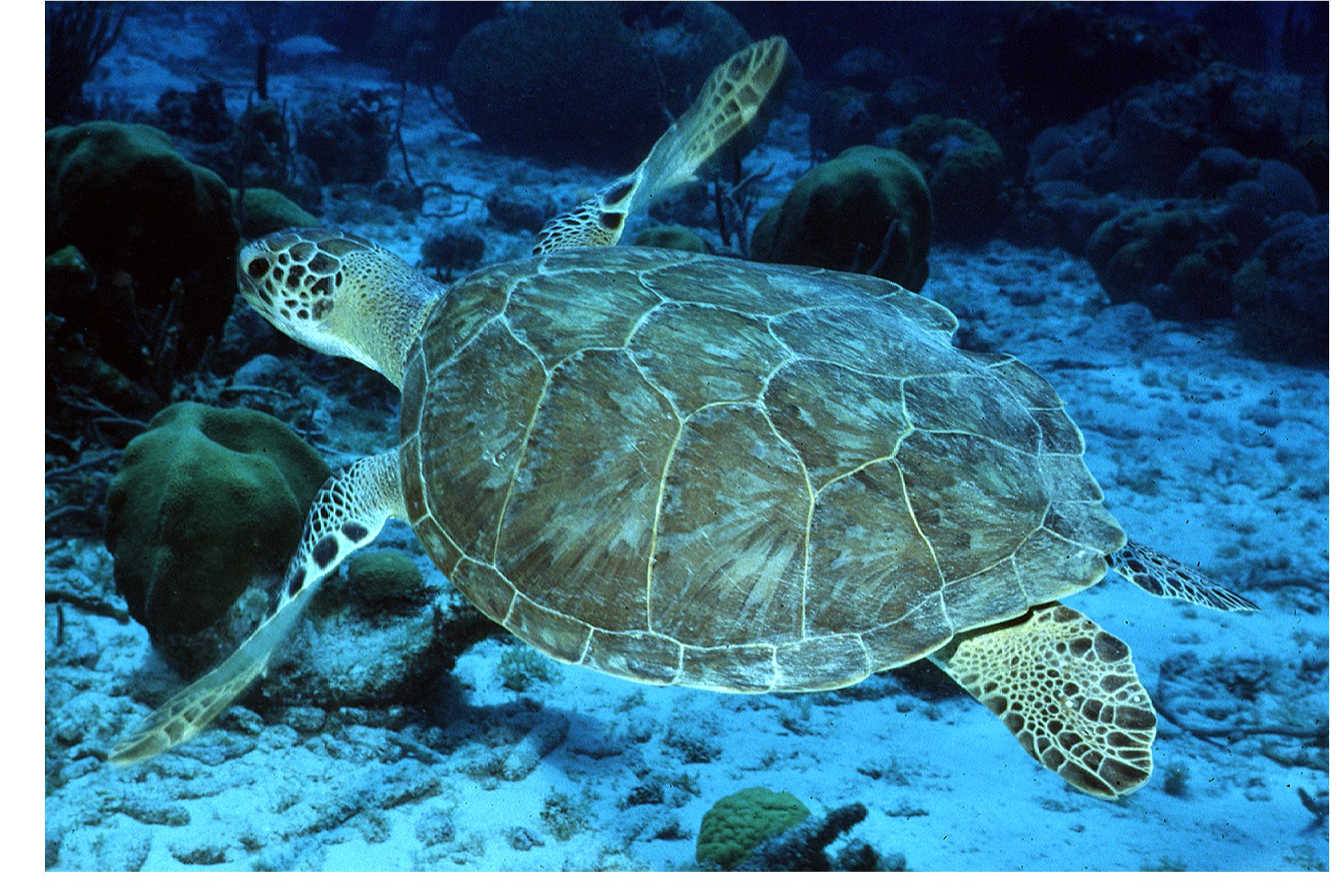 Среда обитания зеленой черепахи. Зеленая (суповая морская черепаха). Морская черепаха бисса. Австралийская зелёная черепаха. Тортуга черепаха.